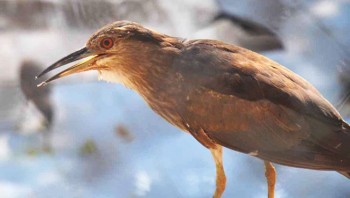 তৃষ্ণার্ত সোনাবক