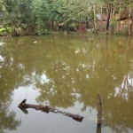 pond1-150x150