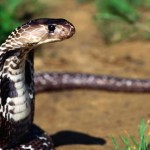 cobra-snake